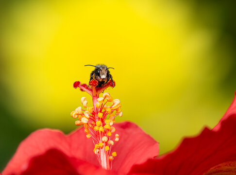 Male mason bee (osmia) covered in pollen, resting on a hibiscus flower - vibrant yellow and red.