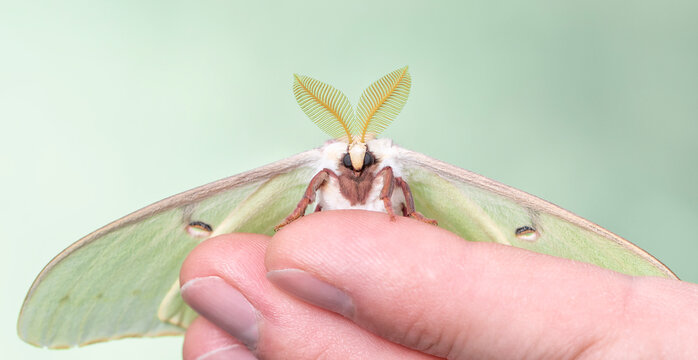 Macro of a male Luna moth (Actias luna) face view, while resting on a hand.  On a green background.