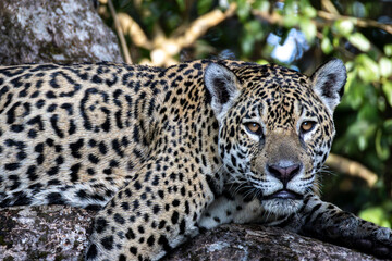 close up of a jaguar © Ruben Ziruffo