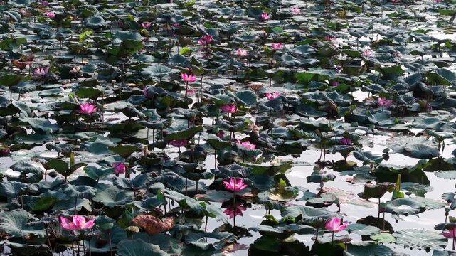 Close up of pink lotus blossoms on lush green foliage at Tasik Raban