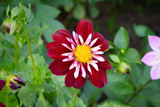 Striking dark red collarette dahlia bloom with white inner petal collar and a bright yellow center in a vibrant garden