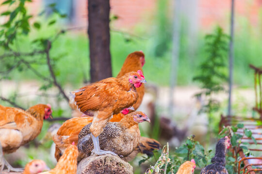 A flock of free-range domestic chickens of various plumage colors gather on a wooden log in an outdoor farm setting.