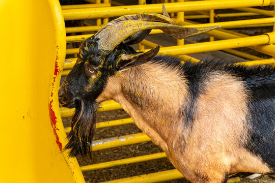 Portrait of horned male billy goat with long beard  in farm pen