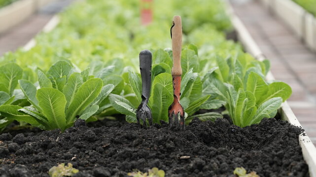  learning about gardening and growing vegetables.