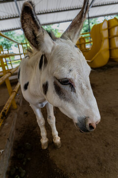Close up portrait of a spotted white donkey standing inside a farm barn, domestic livestock animal in rural shelter