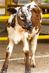 Young brown and white spotted calf standing outdoors in a farm corral pen © Sergio Palacio