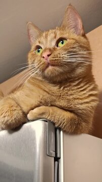 Relaxed ginger cat lounging on a refrigerator top