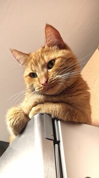 Playful ginger cat resting on fridge in cozy kitchen setting