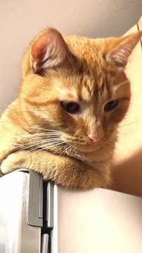 Curious ginger cat resting on fridge top