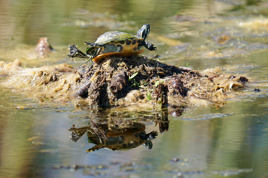 turtle in the water