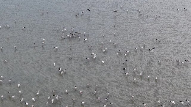 Many Asian openbill birds drift calmly across wide, gray water