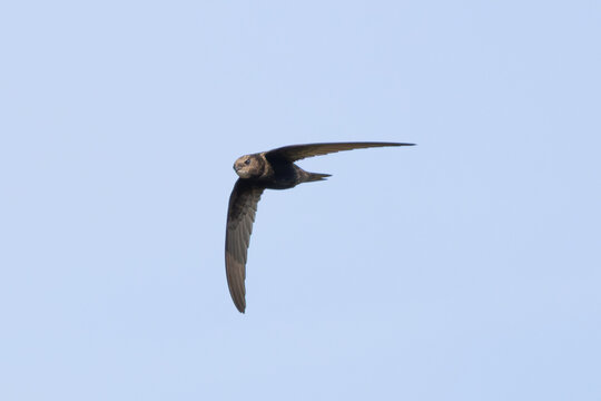 Common swift in flight showing pale throat