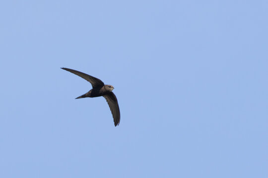 Common swift in flight against a blue sky
