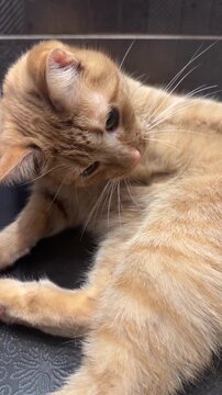 Close-up of a ginger cat grooming itself on a textured surface