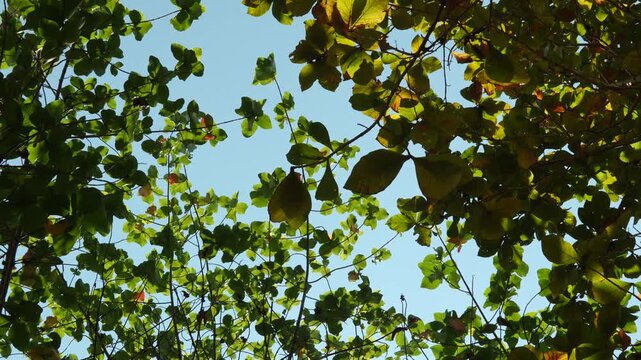 Low angle shot looking up at the mixed canopy of Teak (Tectona grandis) and Jabon (Neolamarckia cadamba) tree leaves