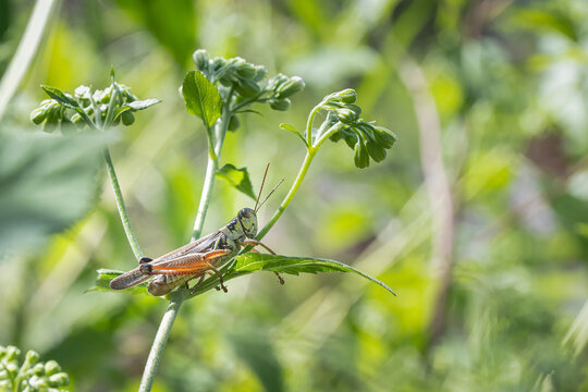 Grasshopper Rests atop a Snakeroot Plant