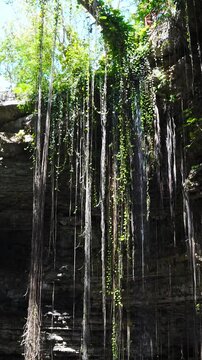 Pan up from the bottom of a Mexican cenote in Chichen Itza showing the roots of trees and falling water