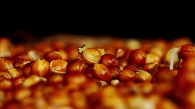 Macro footage of millet seeds trying to grow into plants but starting to fade filmed in time lapse. Herb grains are not germinating because of bad conditions. Concept of botany and agriculture