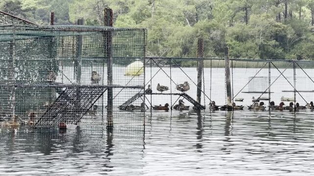 Pan shot of cages holding live decoy ducks beside a hunting blind on Lake Parentis, France, used to attract wild ducks for a traditional Landes hunt.