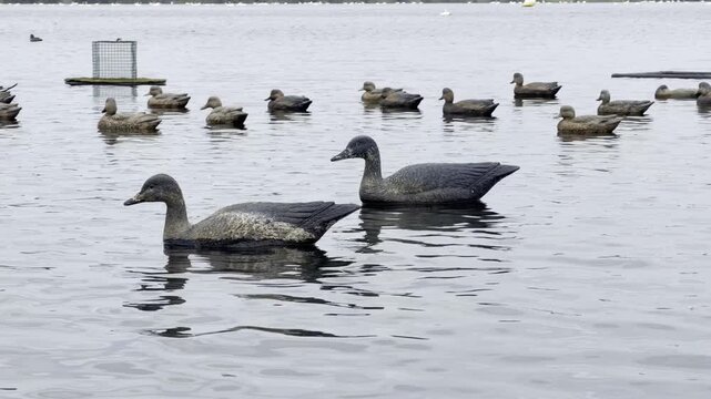A large flotilla of plastic duck decoys floats on Lake Parentis, France, as part of traditional waterfowl hunting practices in the Landes region.