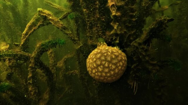 Underwater close-up of a spherical bryozoan colony attached near submerged wooden structures in still fresh water.
