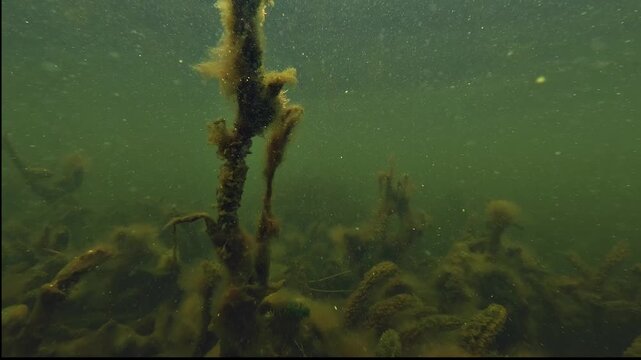 Underwater view of Lake Parentis bottom covered with green algae at the end of summer, illustrating eutrophication and warming in a freshwater ecosystem.