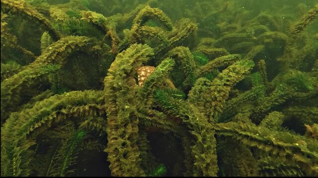 Detailed underwater shot of a 15 cm Pectinatella magnifica colony, highlighting the translucent, slimy texture of this colonial invertebrate.