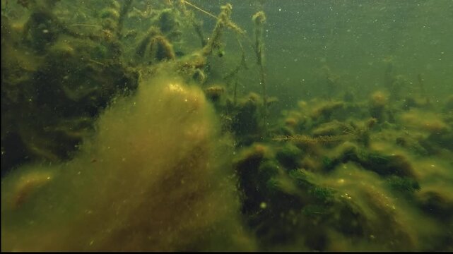 The camera advances underwater through a lake covered in algae. Green filaments and drifting particles pass close to the lens. Daylight from the surface lights the water in a steady forward move.