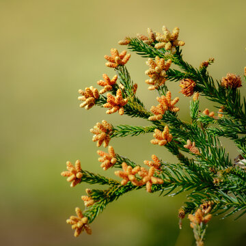 Cedar branch with orange pollen cones