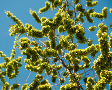 Elm tree flower clusters against blue sky