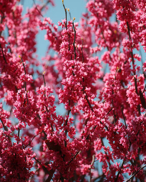 Redbud tree pink blossoms detail