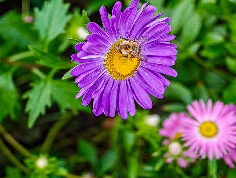 Garden flower with purple petals and a bright yellow centre, on which an insect is perched, collecting nectar.