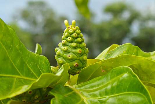 Green Noni fruit on the tree