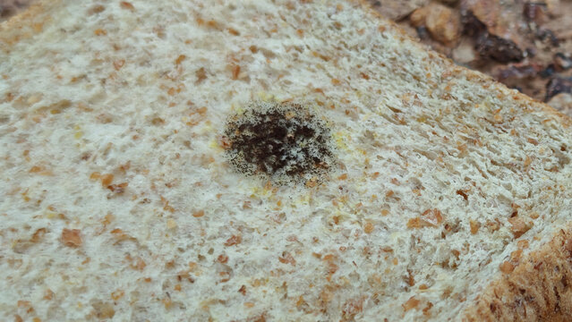 Whole wheat bread  covered with mold. Stale bread covered with mold