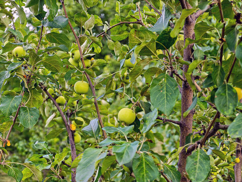Apple tree with small green fruits.