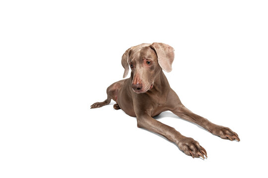 Weimaraner Dog lying on a white background looking curiously with its ears alert and body relaxed