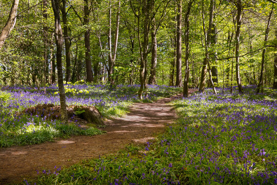 Bluebell woodland path in spring, Scotland