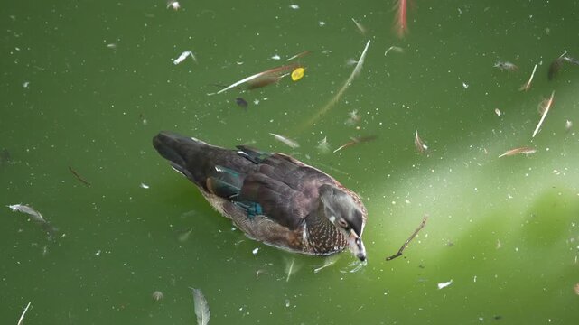 A Close up of a color feathered duck calmly swimming in green water with scattered floating debris