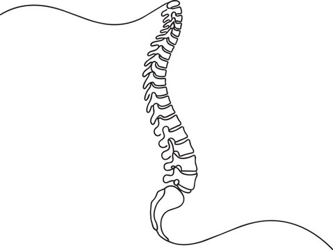 Continuous single line of a human spinal column, showing detailed vertebrae and sacrum, isolated on a plain white background