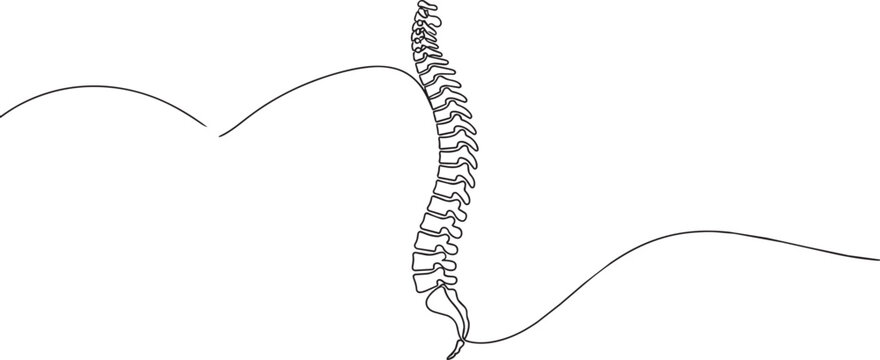 Continuous single line of a human spine anatomy, showing vertebrae and sacrum, isolated on a plain white background, medical