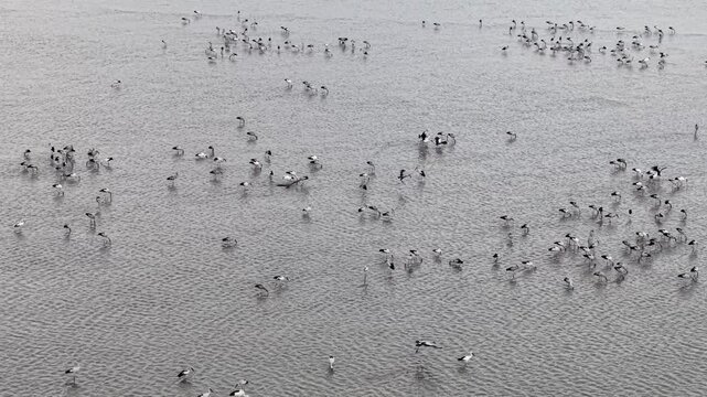 Large flock of Asian openbill birds floats over calm ocean waters. Birds glide smoothly, some diving low