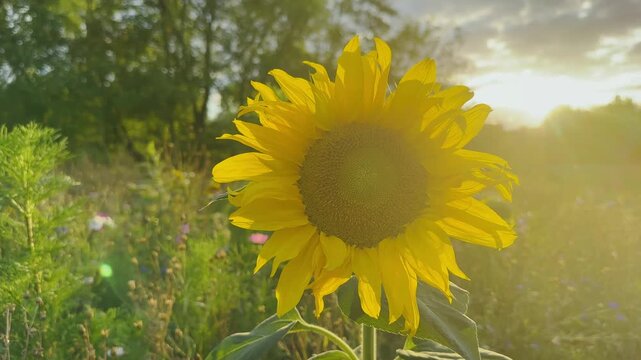Bright sunflower in golden hour sunlight near Lodge Lake Milton Keynes UK