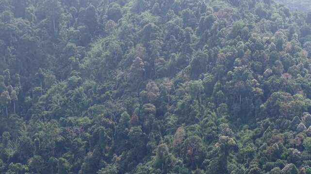 Aerial view reveals dense forest canopy. Rich greens cover vast, unbroken terrain at Lenggong, Malaysia