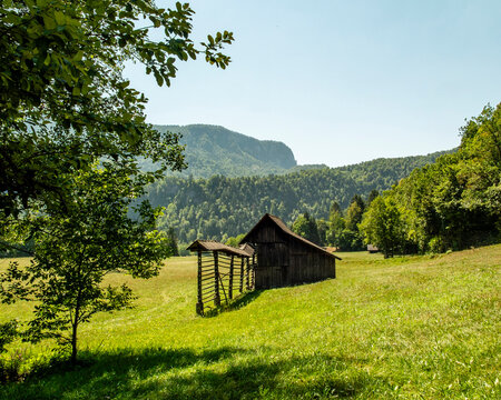 A traditional Slovenian hayrack, or kozolec, stands beside a rustic shed in a lush mountain meadow, preserving the historic agricultural practice of air-drying hay in the countryside.