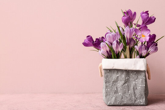Spring renewal and seasonal growth, purple crocus flowers in a modern concrete pot on a soft pink background for home decor and interior design