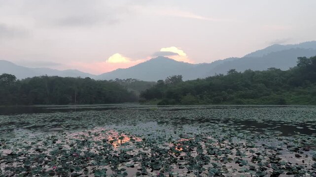 Calm lake covered with floating plant leaves reflecting soft pink and orange sunset light behind forested mountain and cloudy sky at Tasik Raban