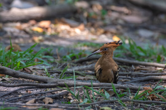 Alert Eurasian Hoopoe (Upupa epops) standing on the forest floor