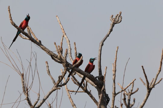 The northern carmine bee-eater (Merops nubicus) is a brightly-coloured bird in the bee-eater family, Meropidae. This photo was taken in Mole National Park, Ghana.