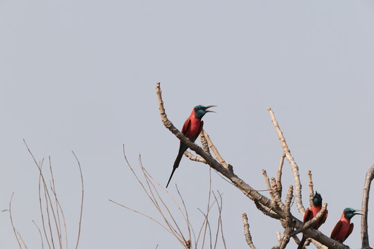 The northern carmine bee-eater (Merops nubicus) is a brightly-coloured bird in the bee-eater family, Meropidae. This photo was taken in Mole National Park, Ghana.