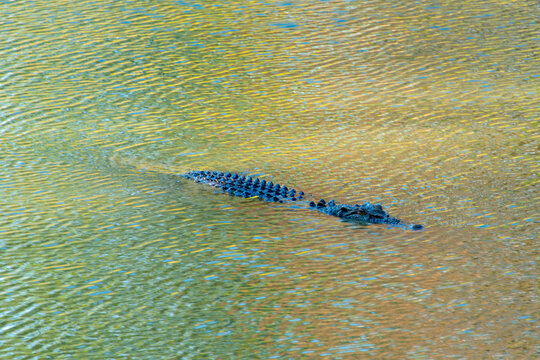 Crocodile in "East Alligator River" in Australian Northern Territory